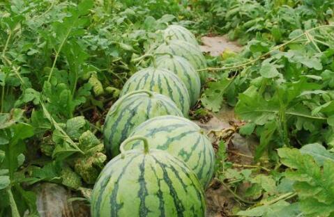 热门大瓜每日必吃大瓜.qq瓜群,腾讯QQ瓜群独家揭秘