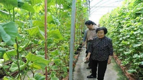 吃瓜裙分享 瓜瓜基地,吃瓜裙分享的神秘瓜园探秘之旅